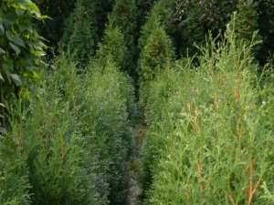 vind buxus ,  thuya occidentalis ,  piramidalis