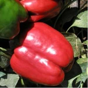 Seminte legume