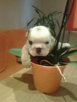 buldog englez