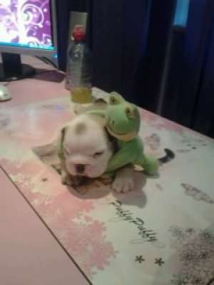 buldog englez