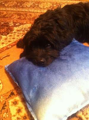 Bichon havanez caut femela pentru imperechere