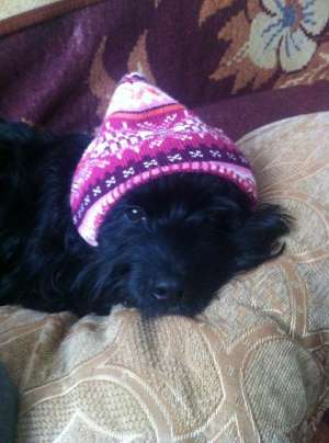 Bichon havanez caut femela pentru imperechere