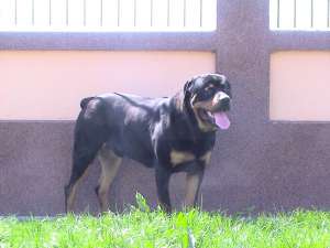 Rottweiler deosebit pt monta