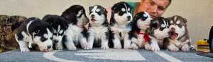 Crescator privat vand Puiuti husky transport gratuit!