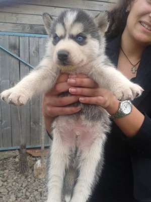 Crescator privat vand Puiuti husky transport gratuit!
