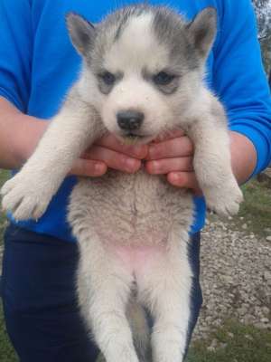 Crescator privat vand Puiuti husky transport gratuit!