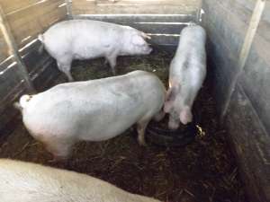porci de carne crescuti eco