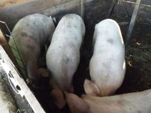 porci de carne crescuti eco