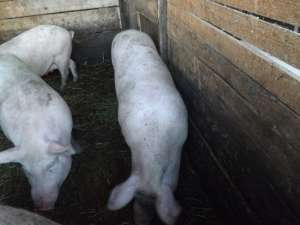 porci de carne crescuti eco