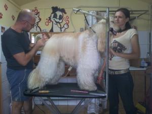 Curs de Toaletaj Canin si Felin
