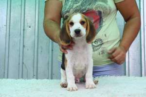 vand catei Beagle cu pedigree culoare tricolori