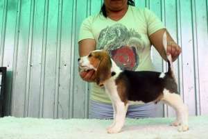 vand catei Beagle cu pedigree culoare tricolori