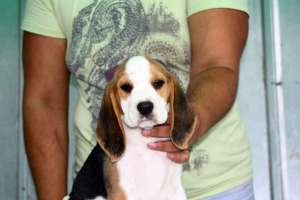 vand catei Beagle cu pedigree culoare tricolori