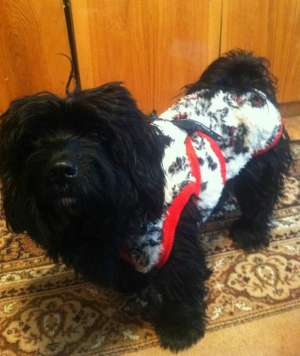 Ofer bichon havanez mascul pentru imperechere