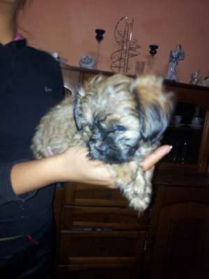 shi tzu canish pitic