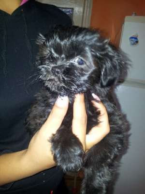 shi tzu canish pitic