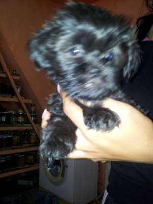 shi tzu canish pitic