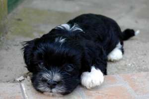 Bichon Havanese mini toy,  foarte frumosi si jucausi