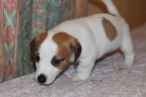 catei jack russel