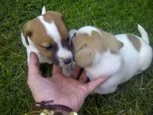 catei jack russel