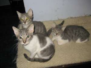 5 pisicute pentru adoptie