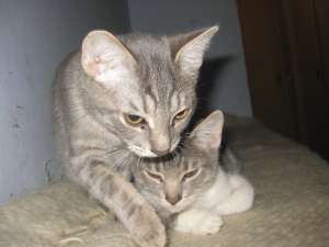 5 pisicute pentru adoptie