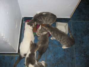 5 pisicute pentru adoptie