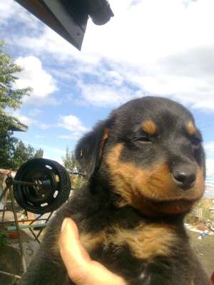 pui rottweiler