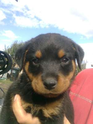 pui rottweiler