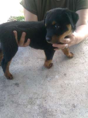 pui rottweiler