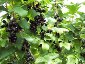 sirop de coacaze negre