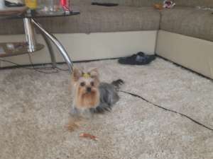 Monta Yorkshire Terrier Toy Mascul