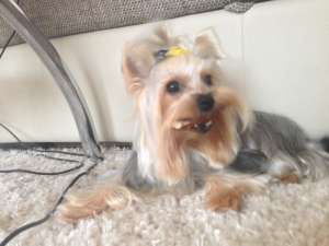 Monta Yorkshire Terrier Toy Mascul