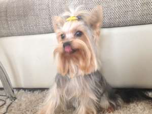 Monta Yorkshire Terrier Toy Mascul