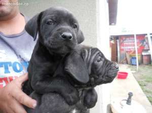 vand puiuti de cane corso cu pedigree