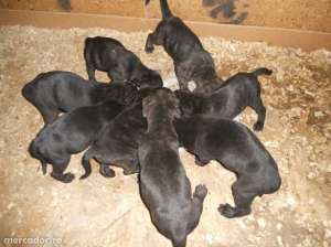 vand puiuti de cane corso cu pedigree