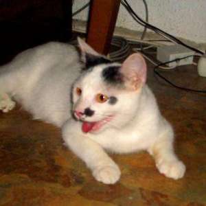 Ofer spre adoptie motanel alb cu pete negre