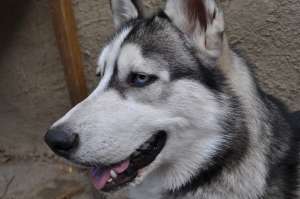 Caine Husky