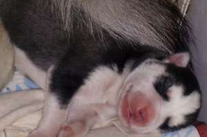 Vand pui de husky siberian