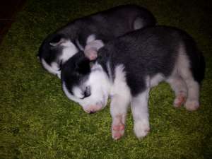 Vand pui de husky siberian