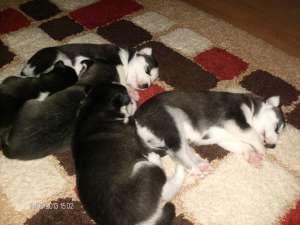 Vand pui de husky siberian