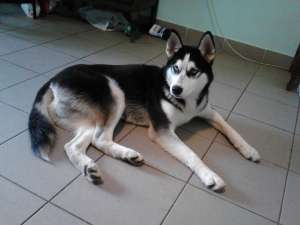 Husky Siberian pt monta