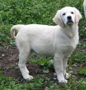 pui golde retriever de excepyie,  cu pedigree