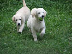 pui golde retriever de excepyie,  cu pedigree