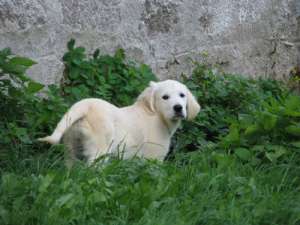 pui golde retriever de excepyie,  cu pedigree