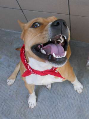 monta amstaff