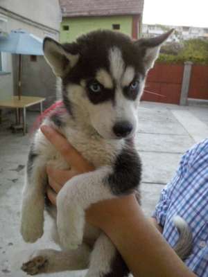 pui husky siberian rasa pura . superbi