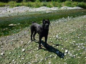 pui uriasi cane corso!! asigur transport oriunde