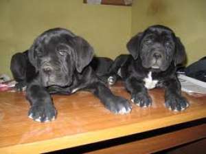 pui uriasi cane corso!! asigur transport oriunde