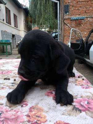 pui uriasi cane corso!! asigur transport oriunde